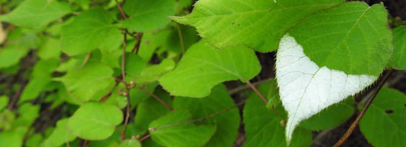 dscn2182.jpg