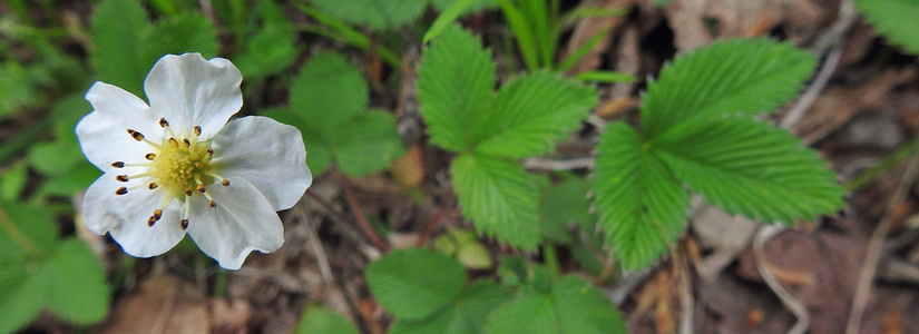 dscn2190.jpg
