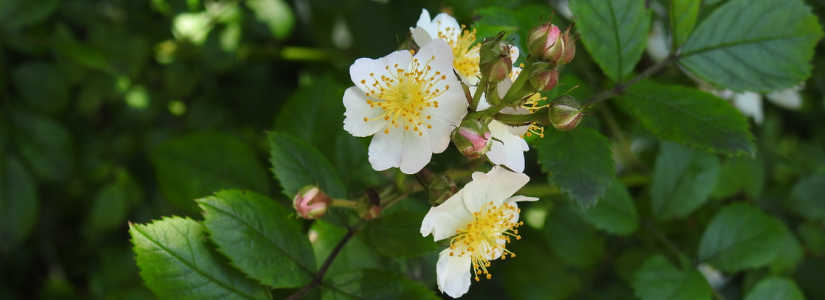 dscn4167.jpg