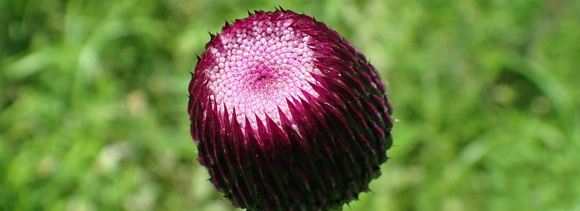p7010002.jpg