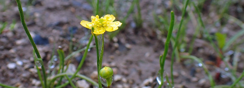 p7150040.jpg