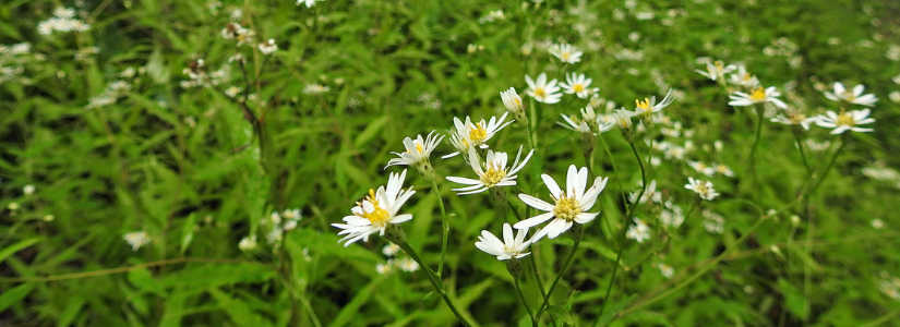 植物情報 初秋 of sanbonmatsu chaya