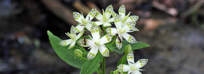 植物情報 初秋 of sanbonmatsu chaya