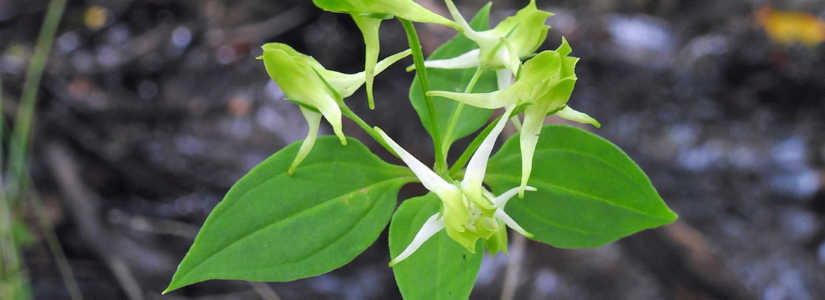 植物情報 初秋 of sanbonmatsu chaya